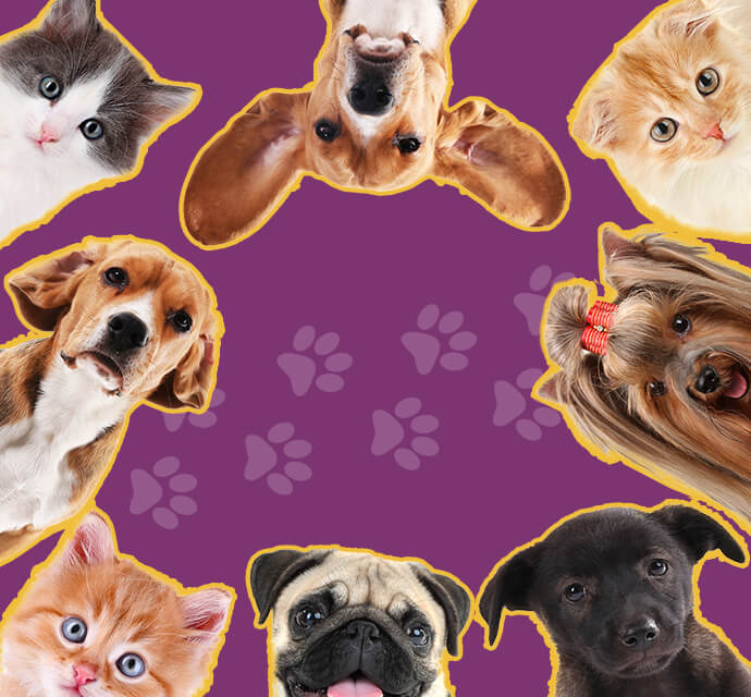 Ecommerce website of Chihuahua