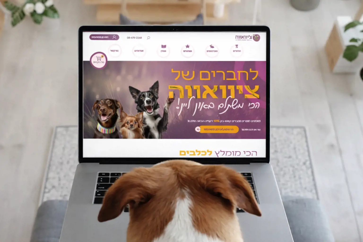 אתר חנות לצ'יוואווה