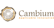 cambium